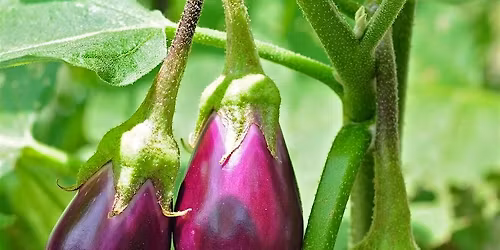 Warm Season Vegetable Gardening