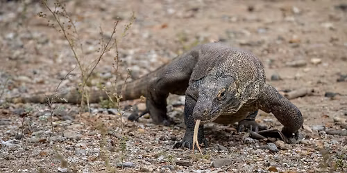 Zoom Talk \u2013 Indonesia \u2013 Sailing from Bali to Komodo by Sara Frost