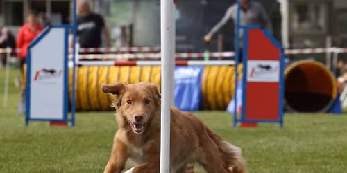 Agilitywedstrijd Finalewedstrijd 3e graad. Open graad 1 en 2. Starterswedstrijd graad 0.