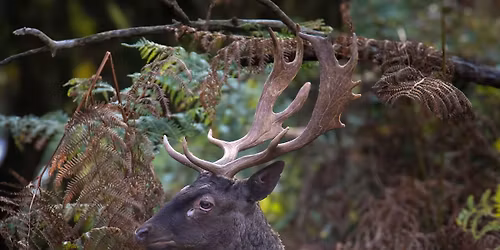 Mammals of Staffordshire - Cannock Chase Talk