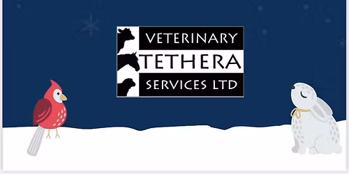 Tethera Christmas Party