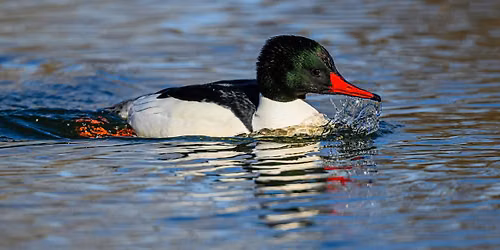 Wednesday Birders at Barber Park