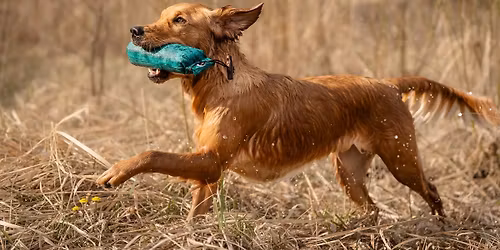 Kevadine T\u00f6\u00f6katse ja treeningud retriiveritele \/ Spring WT and trainings for retrievers