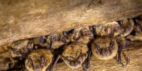 Bats in the Weaselhead