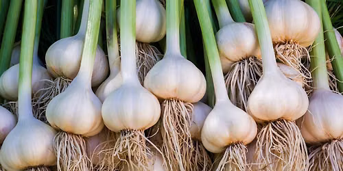 Growing Garlic at Home