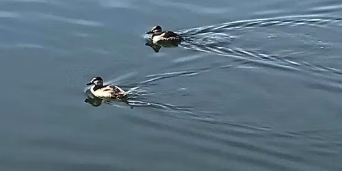 Guided Mindful Bird Walk at the Silver Lake Reservoirs