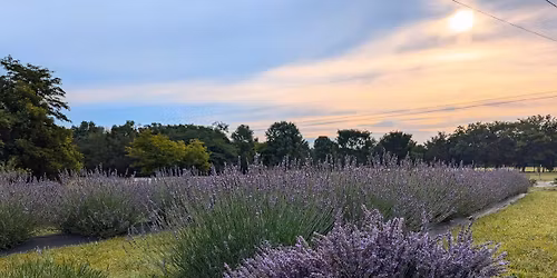 Lavender Day at Little Star Farm \u2b50\ufe0f 