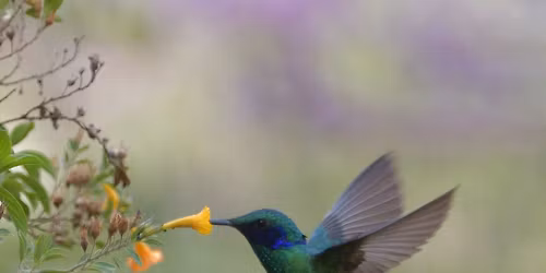 Woody Gillies: "Birds and Bears in the High Andes of Ecuador and Peru"