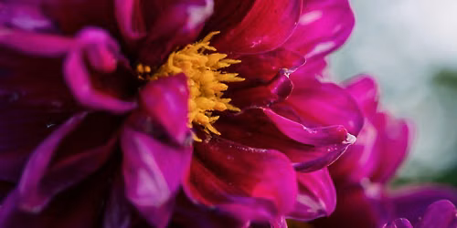 Macro at the Legislature: A Small-Group Photography Workshop