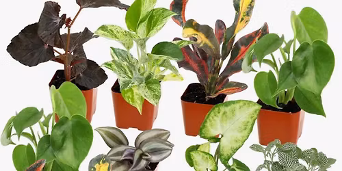 Plant bingo \ud83e\udeb4 