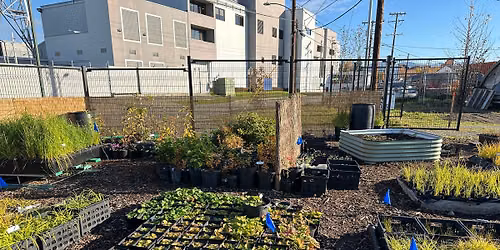 Help Prepare Plants for Restoration