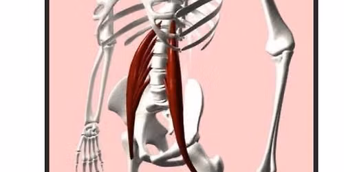 The Iliopsoas and Muscles of the Posterior Abdominal Wall