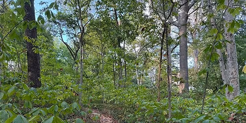 The Flower Fairies - Naturalist Guided Wildflower Hike Series