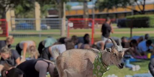 Goat Yoga @ The Rustic!