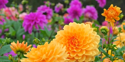 Spring Plant Market & More