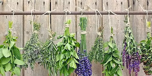 The Healing Herbs of Spring! - Herbal Medicine Harvesting and Making