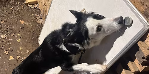 HappyHunter TSM3 Officiell noseworkt\u00e4vling