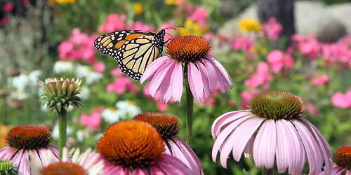 Summer Wildflowers of the NC Arboretum