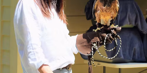 Live Birds - Up Close!