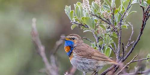 Visite de la R\u00e9serve ornithologique de Grand-Laviers