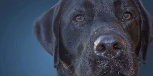 Lions Seafood Festival