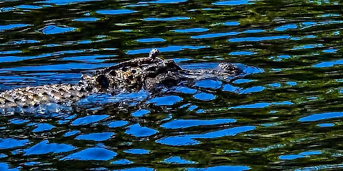 Mother\u2019s Day Wildlife Hike: Celebrating Animal Moms in the Wild