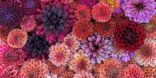 Kr\u0105g pie\u015bni- korzenie i \u017ar\u00f3d\u0142a.