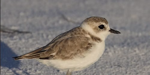 Navarre Beach Park and Big Sabine Point Bird Walk