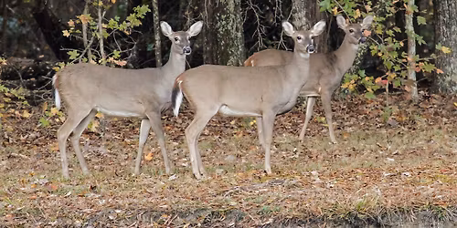 20th Annual Youth Deer Hunt