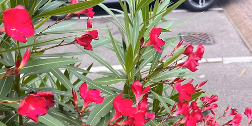 Celebration of life for Bro. David John Hunt ROH