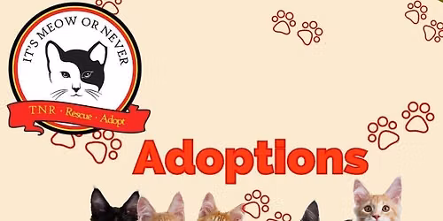 Cat and Kitten Adoptions -  Petco 1624 Governors SQ BV
