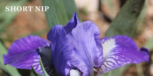 Lee Walker and the World of Miniature Dwarf Iris-OIS Nov. Meeting