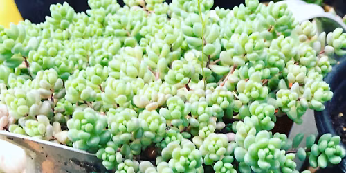 Succulents!