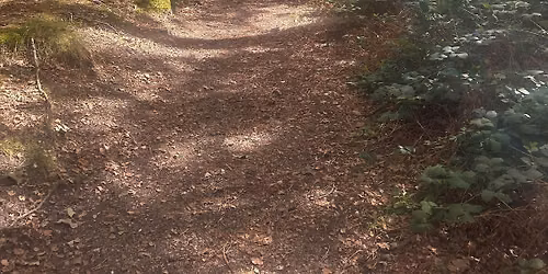 Tree ID Walk