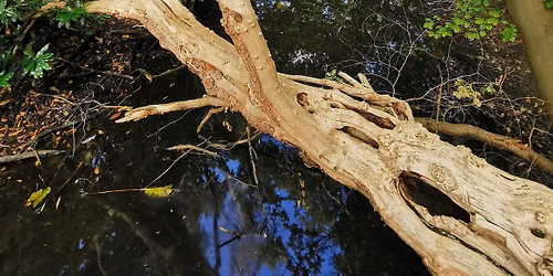 Bosbaden \/ Shinrin-Yoku \/ Forest Bathing - Natuurpark Wolfslaar, Breda