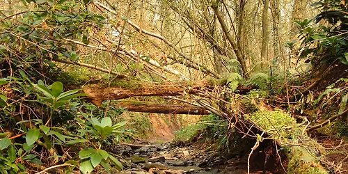 Reserves Work Party - Holywell Dingle