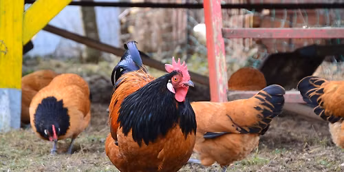 Raising Chickens for Sustainable Living Class