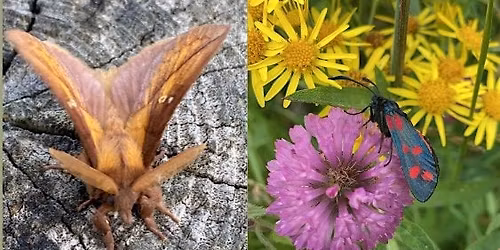 Magical Moths at Rainton Meadows