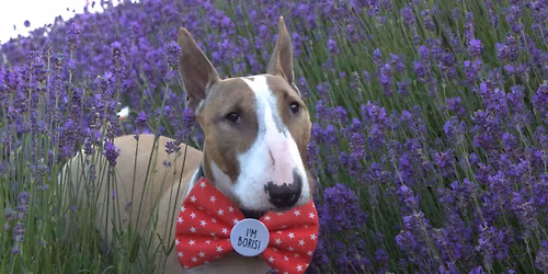 N\/E Bullie walk with Boris! @ Penshaw ( for rescue)