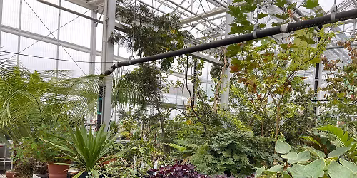 January Sketch-Meet at Uof MN Conservatory and Botanical Collection