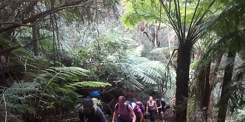 Mt Donna Buang to Dom Dom Saddle