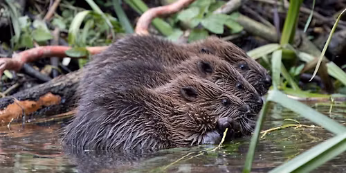 The Finchingfield Beavers and conservation in action
