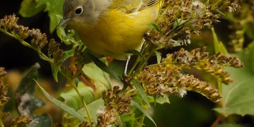 World Migratory Bird Day
