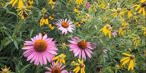 It Starts in Your Yard: Community Wide Habitat Restoration 