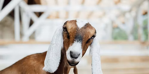 Chips & Tats: Livestock Identification Clinic