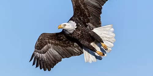 Alton Eagle Ice Festival 2026