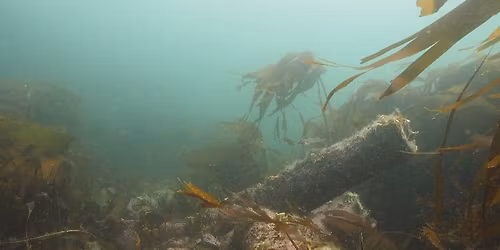 Farne Islands Fieldwork
