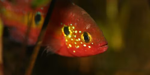 Vortrag "Besondere Aquarienpfleglinge aus 45 Jahren Aquaristik" von Kai A. Quante