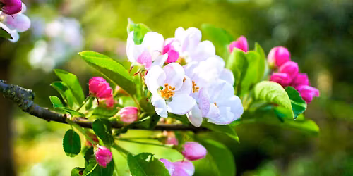 Forest Bathing 'Blossom, Bees & Breathing Space Walk' - College Lake, Sunday 17 May