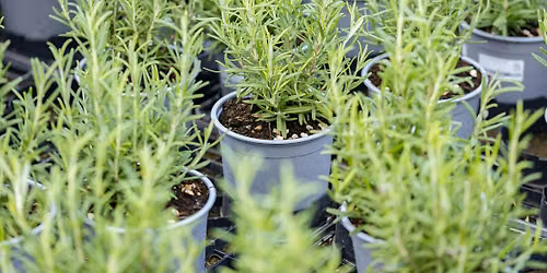Herb Your Enthusiasm: Growing, Propagating, & Cooking with Herbs